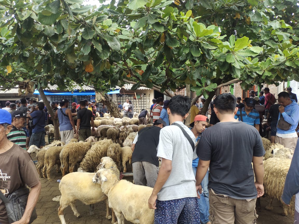 Menjelang Idul Adha Harga Kambing Kurban Di Pasar Hewan Genteng