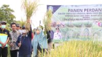 29.3.panen - Copy