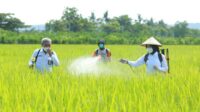 5.4.produktivitas Bupati Banyuwangi Ipuk Fiestiandani menyemprot tanaman padi
