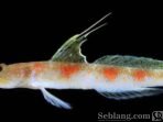 21.7.ikan