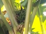 9.8.pisang